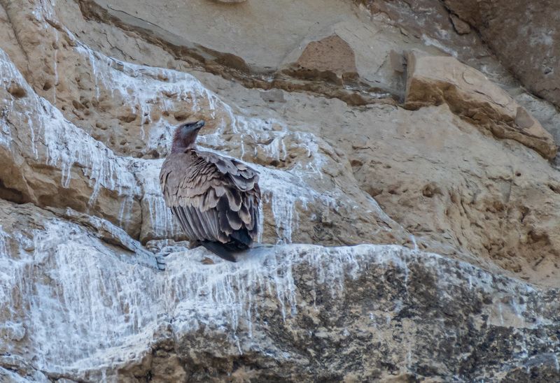 белоголовый сип, кисловодск, аликоновское ущелье, птицы Сип на скалах Аликоновского ущельяphoto preview
