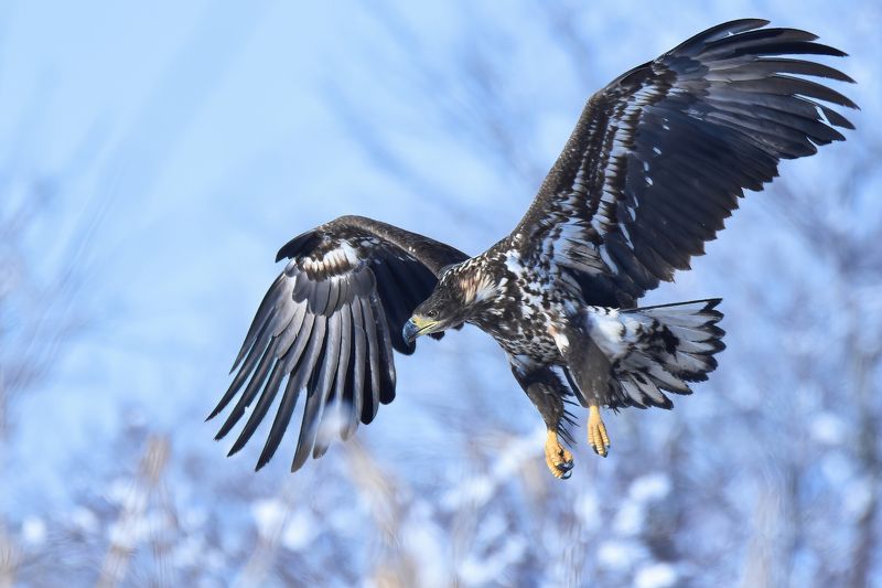 Орлан-белохвостphoto preview