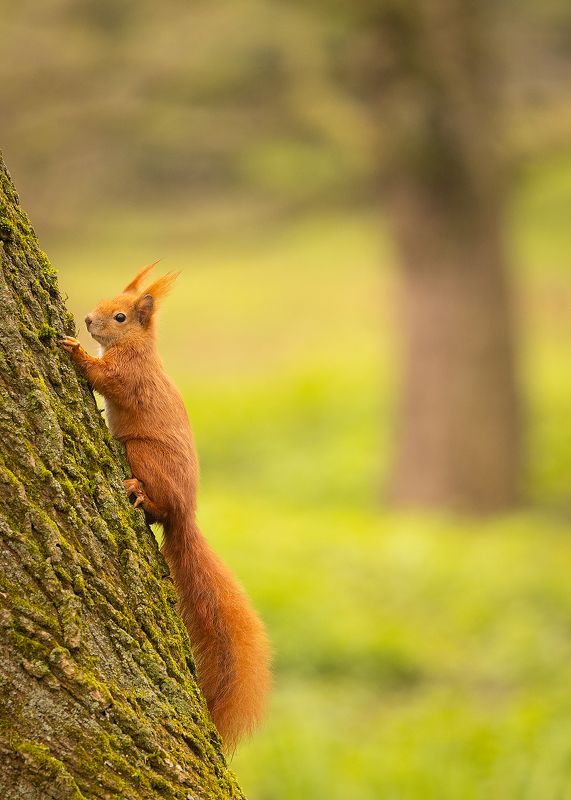 Squirrelphoto preview