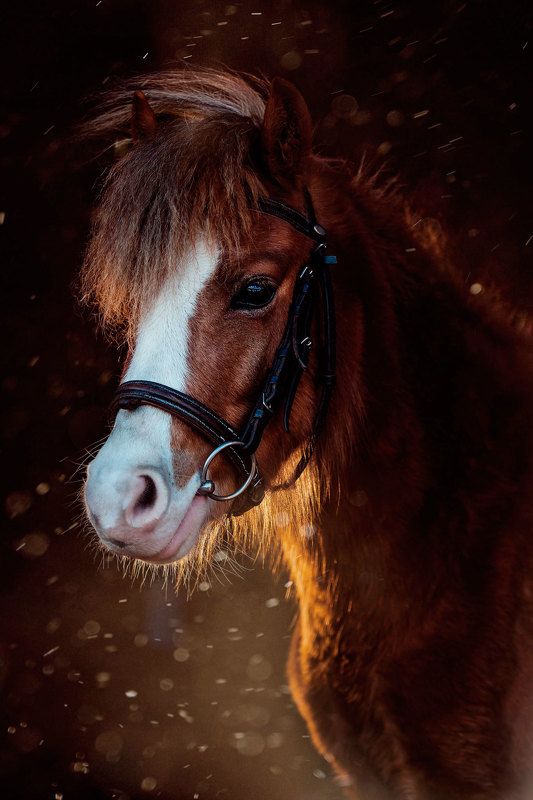 лошадь пони жеребенок животное Малышка Дольчеphoto preview