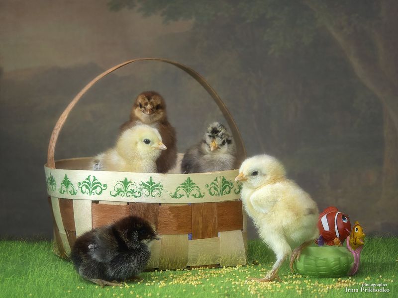 постановочное фото, цыплята,  Веселые ребятаphoto preview