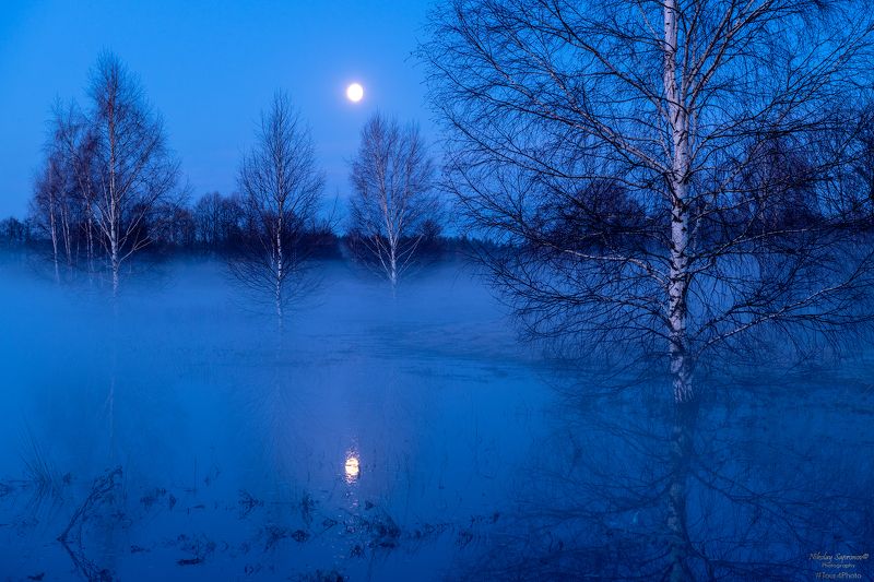 березовая роща, березы, луна, полнолуние, заход луны, сумерки, синий час, весна, весенний пейзаж, разлив, половодье, пойма, теза, туман \