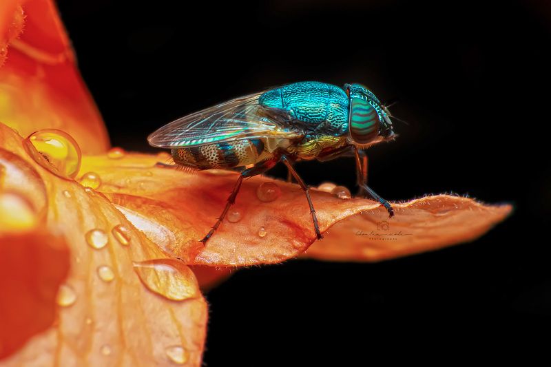 garden, fly, flower, macro, insect, animal, nature natural, light, focus, oneshot, beauty, beautiful Flyphoto preview