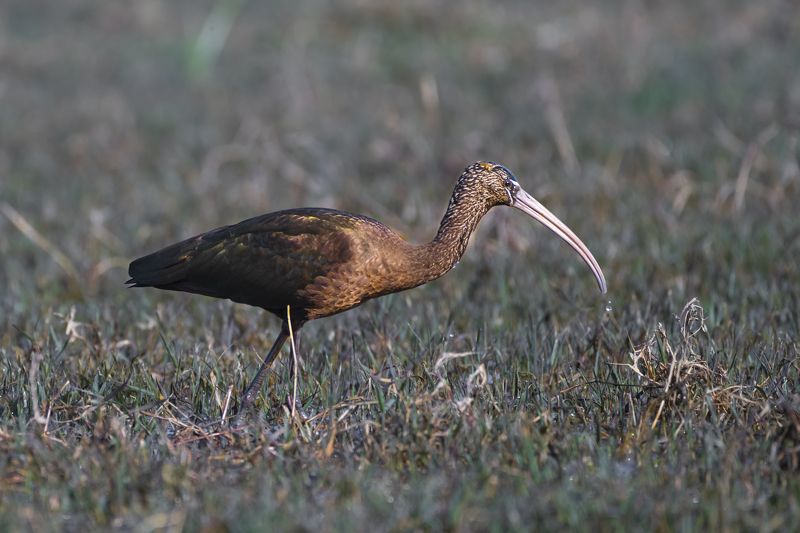 #birdphotography	 #birdsofinstagram	 #wildlifephotography	 #birds	 #naturephotography	 #bird	 #nature	 #wildlife	 #photography	 #birdwatching	 #natgeo	 #photooftheday	 #nikon	 #birding	 #naturelovers	 #canon	 #animals	 #birdlovers	 #travel	 #love	 #bestbi  фото превью