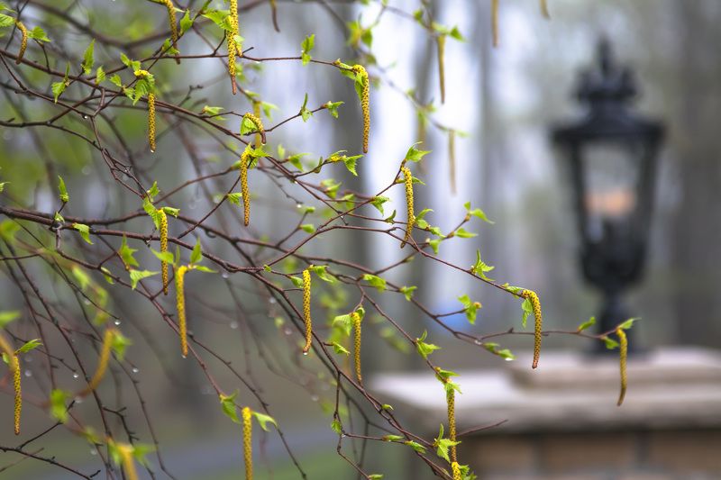 макро,цветы,весна,природа,флора, деревья,берёза,листья,прбуждение,фонарь,капли,дождь, Пробуждениеphoto preview