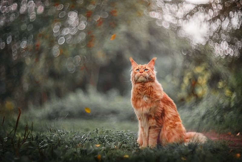 Однажды, ранней осеньюphoto preview