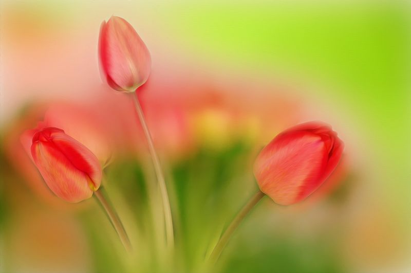 close-up, color, colors, color image, flower, flowers, green, nature, photograph, photography, red, spring, springtime, tulip, tulips, Jolly Tulipsphoto preview