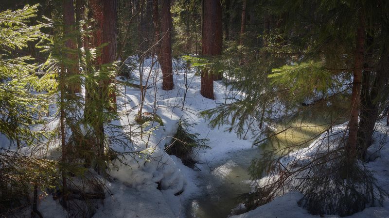 лес В зимнем лесу фото превью