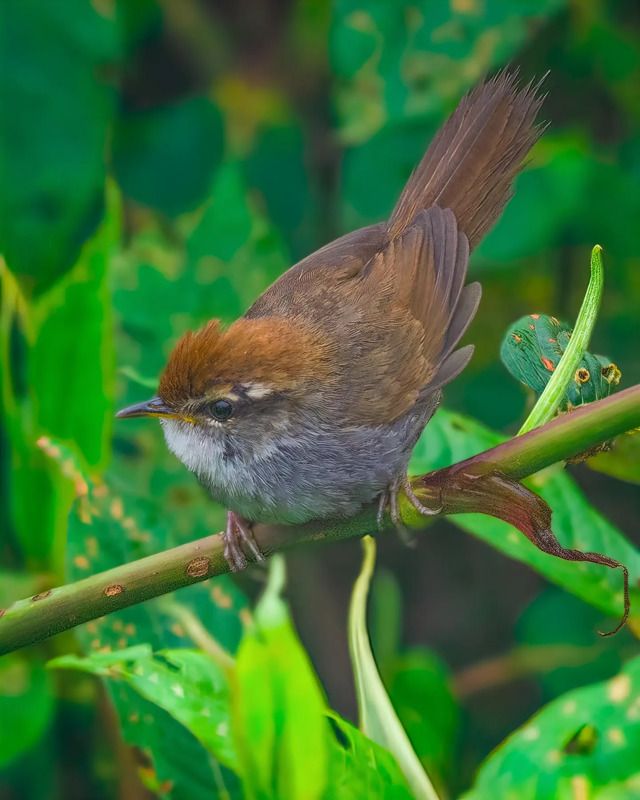 Birds of India, Indian birds, warblers Colour Bombphoto preview