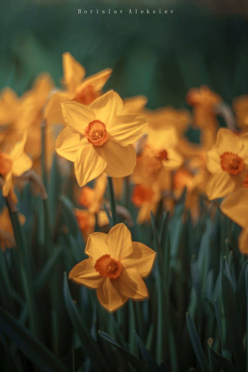 green,plant,exterior,light,dark,bokeh,yellow, Борислав Алексиев