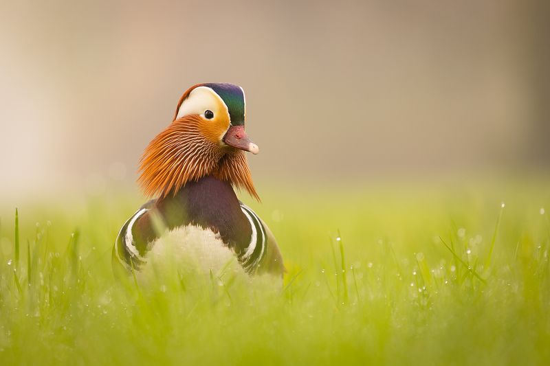 Mandarin duckphoto preview