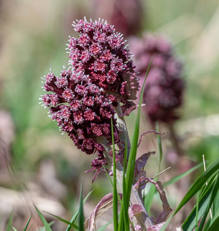 белокопытник гибридный, кисловодск, цветы, весна Ажурное кружево фото превью