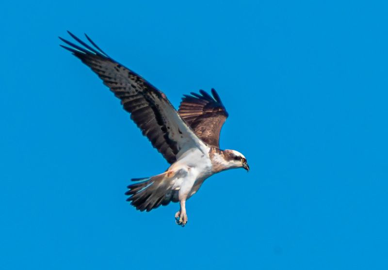 скопа, кисловодск, птицы, весенний пролет Скопаphoto preview