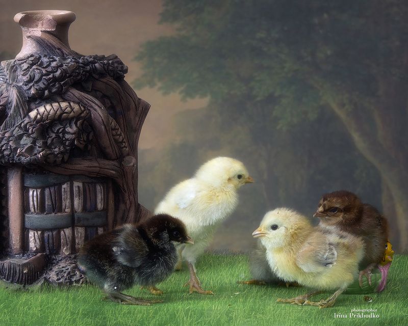 постановочное фото, цыплята,  Пернатые хоббитыphoto preview