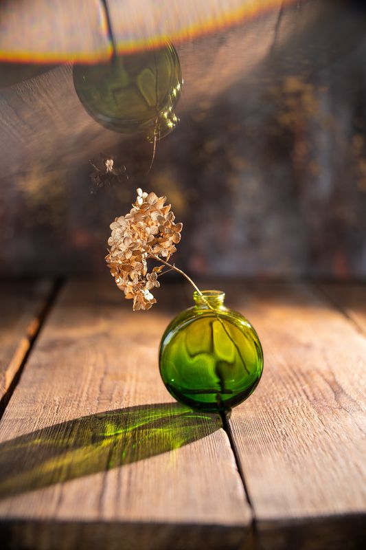 зеленый натюрморт отражение гортензия Зеленаяphoto preview