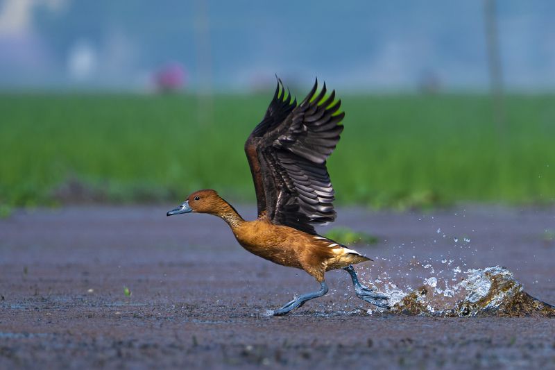 #birdphotography	 #birdsofinstagram	 #wildlifephotography	 #birds	 #naturephotography	 #bird	 #nature	 #wildlife	 #photography	 #birdwatching	 #natgeo	 #photooftheday	 #nikon	 #birding	 #naturelovers	 #canon	 #animals	 #birdlovers	 #travel	 #love	 #bestbi  фото превью