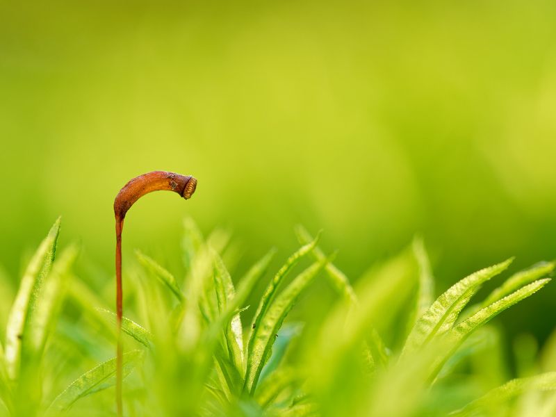 Фонарьphoto preview