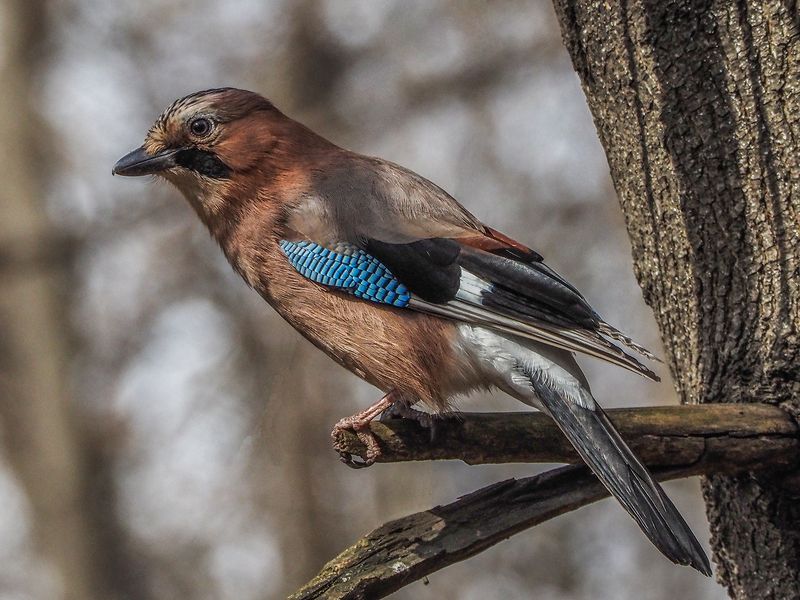 сойкаphoto preview