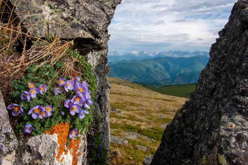 лжеводосбор, саяны Лжеводосбор в Саянахphoto preview