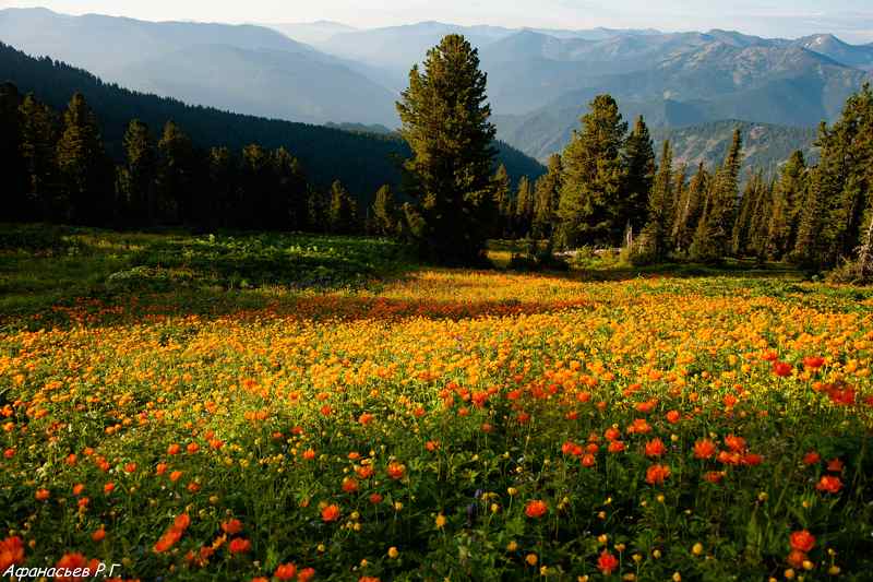 Жаркиphoto preview