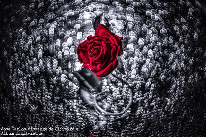 Rose Helios40 bw Кровавая Розаphoto preview