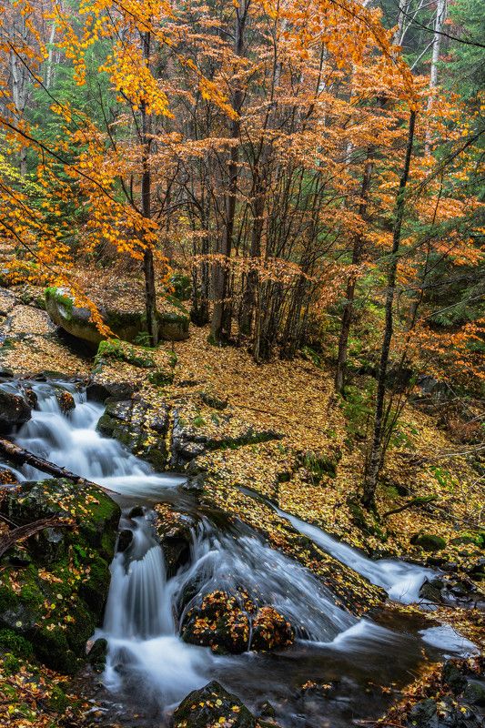 nature autumn vertical river The colors of Autumn2photo preview
