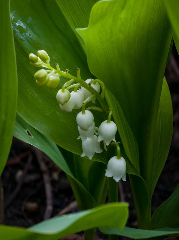 Цветокphoto preview