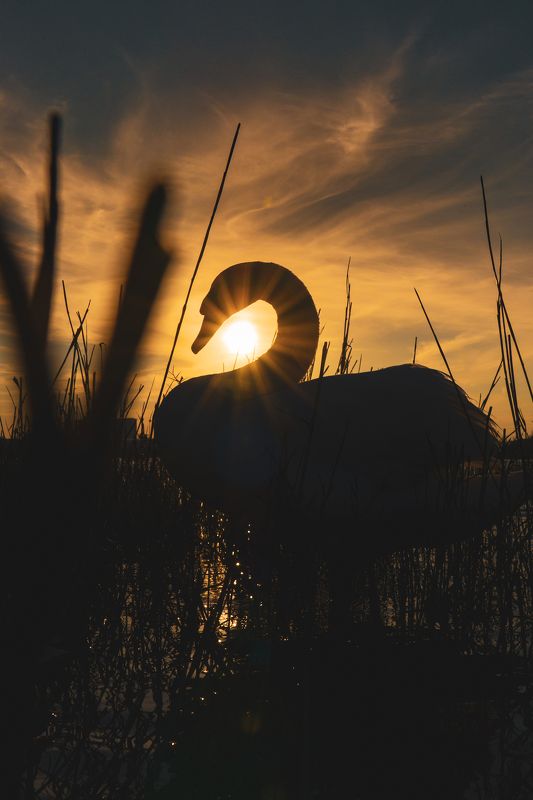 Жар-птицаphoto preview