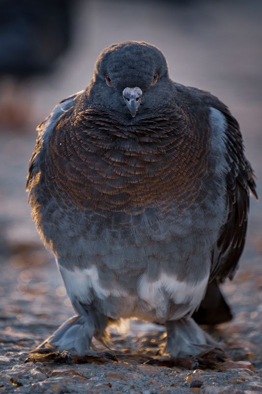 Семки есть? А если найду...photo preview