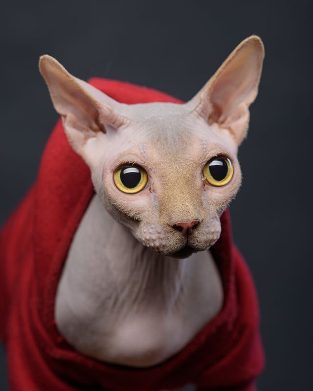 кот, сфинкс, портрет кота Кот Люциферphoto preview