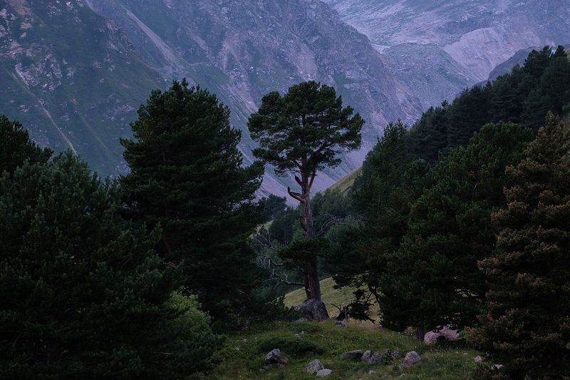 дерево, сосна, лес, forest, tree, landscape Модная прическаphoto preview