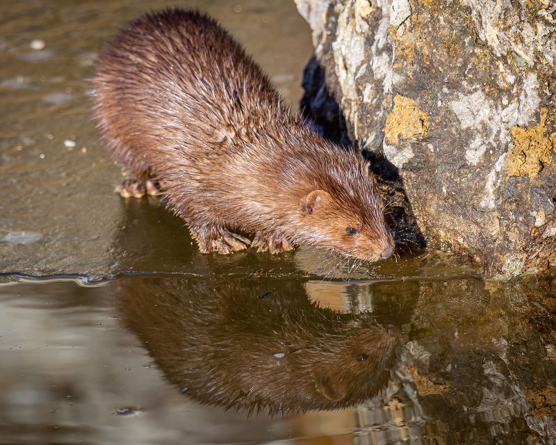 американская норка Перед погружениемphoto preview