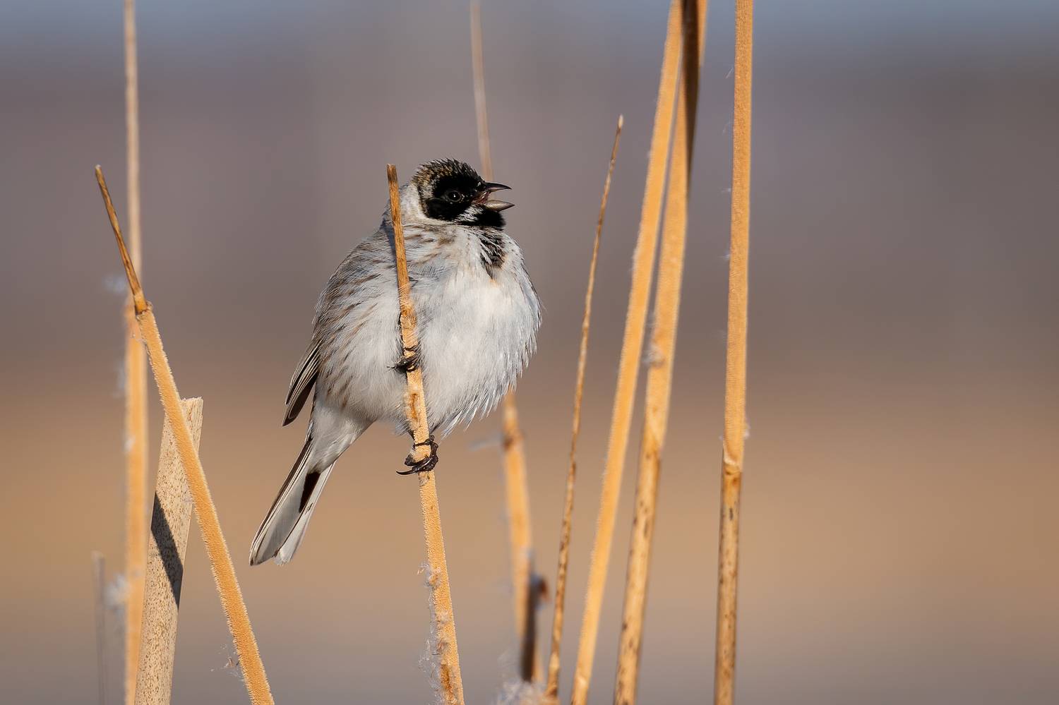 , Дина Нестеркова