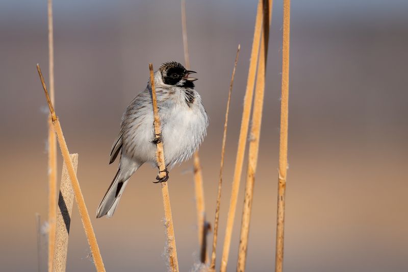 Тростниковая овсянкаphoto preview