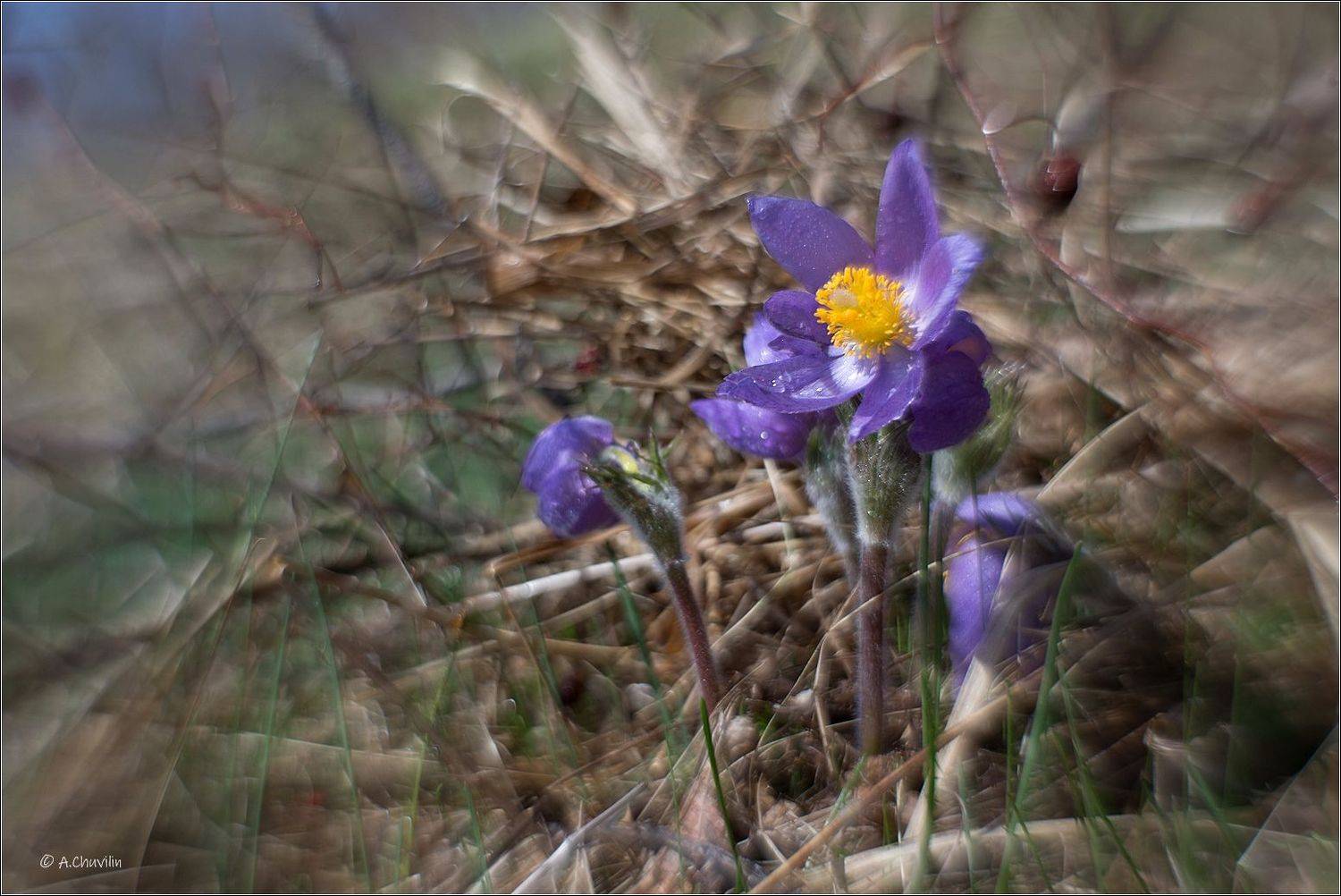 Сон. Автор: Александр Чувилин сон,трава,прострел, Александр Чувилин
