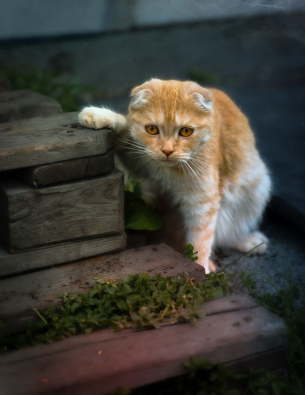кошки, природа, животные, лето, деревня Мэйси фото превью