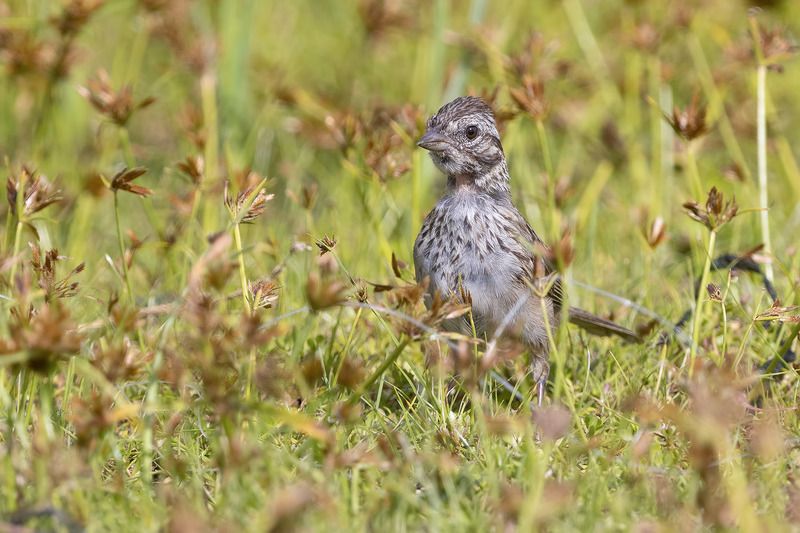птицы, уругвай ***photo preview