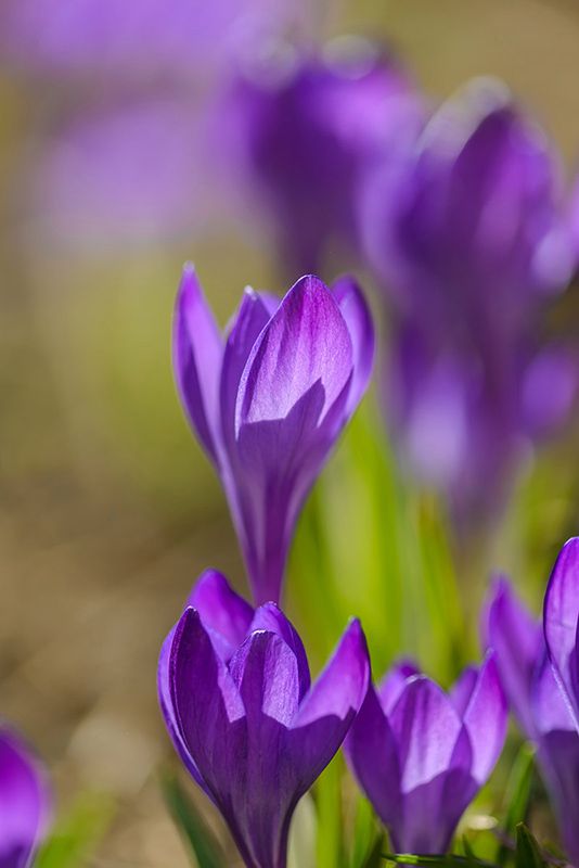 Шафранphoto preview