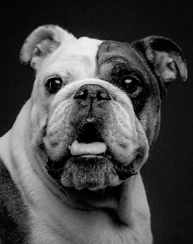 портрет, собака, бульдог Боняphoto preview