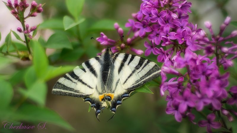 крым, бабочка, Подалирийphoto preview