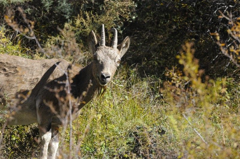 козерог, Красноярский край, Хакасия, заповедник Улыбка козерогаphoto preview