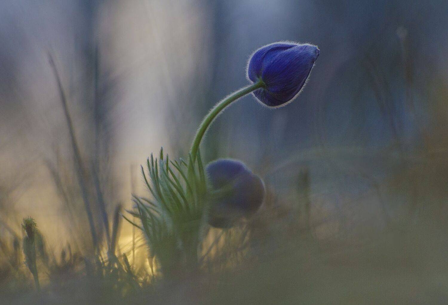 Из самых ярких снов. Автор: Михаил Агеев сон - трава, Михаил Агеев