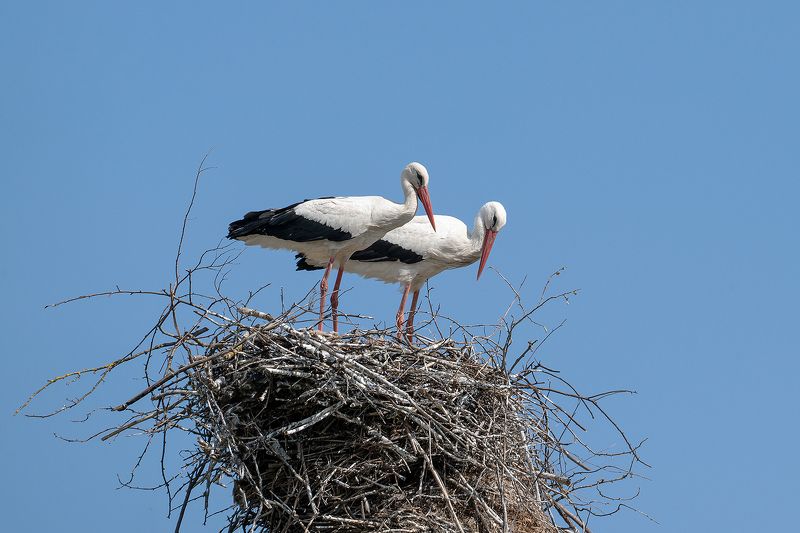 аисты, птицы, фауна, весна, аист, гнездо Аистыphoto preview