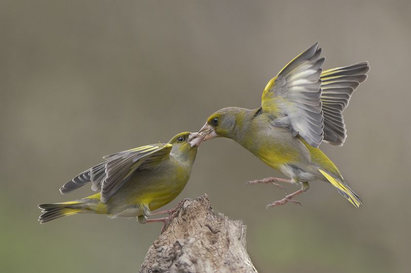Обыкновенная зеленушка фото превью