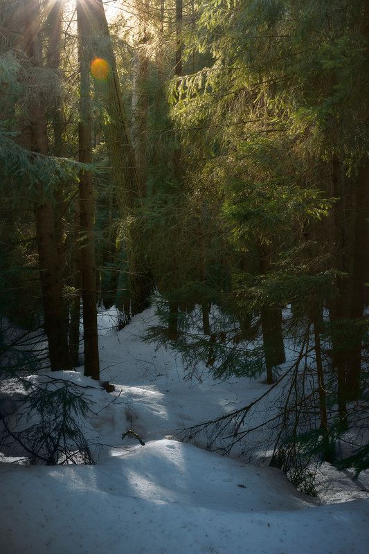 лес, зима, снег, свет В зимнем лесу фото превью