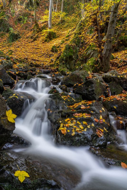 nature river landscapes vertical autumn The color of Autumn 3 photo preview
