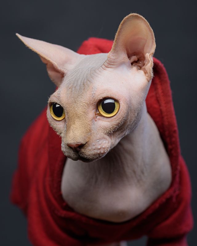 кот, сфинкс Кот Люциферphoto preview