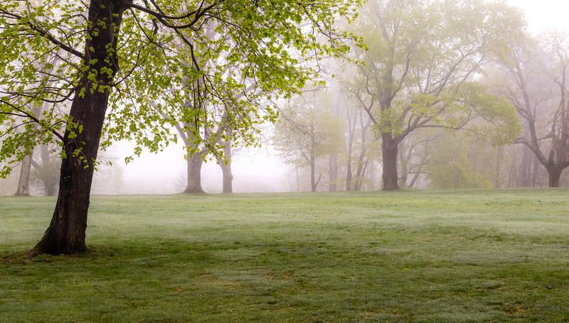 природа,пейзаж,туман,весна,листья,деревья, Первый весенний туман.photo preview