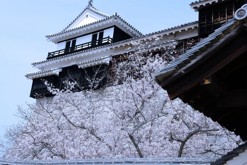 perspective Sakura Timephoto preview