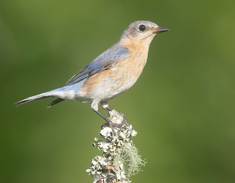 восточная сиалия, eastern bluebird,bluebird, весна Eastern Bluebird, female - Восточная сиалия (самка)photo preview